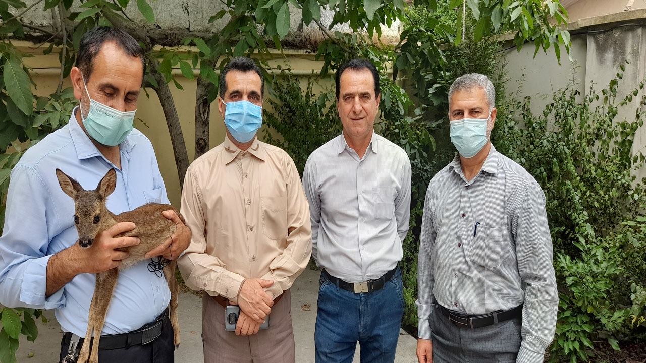 نجات جان یک بره آهوی بی پناه در بهشهر