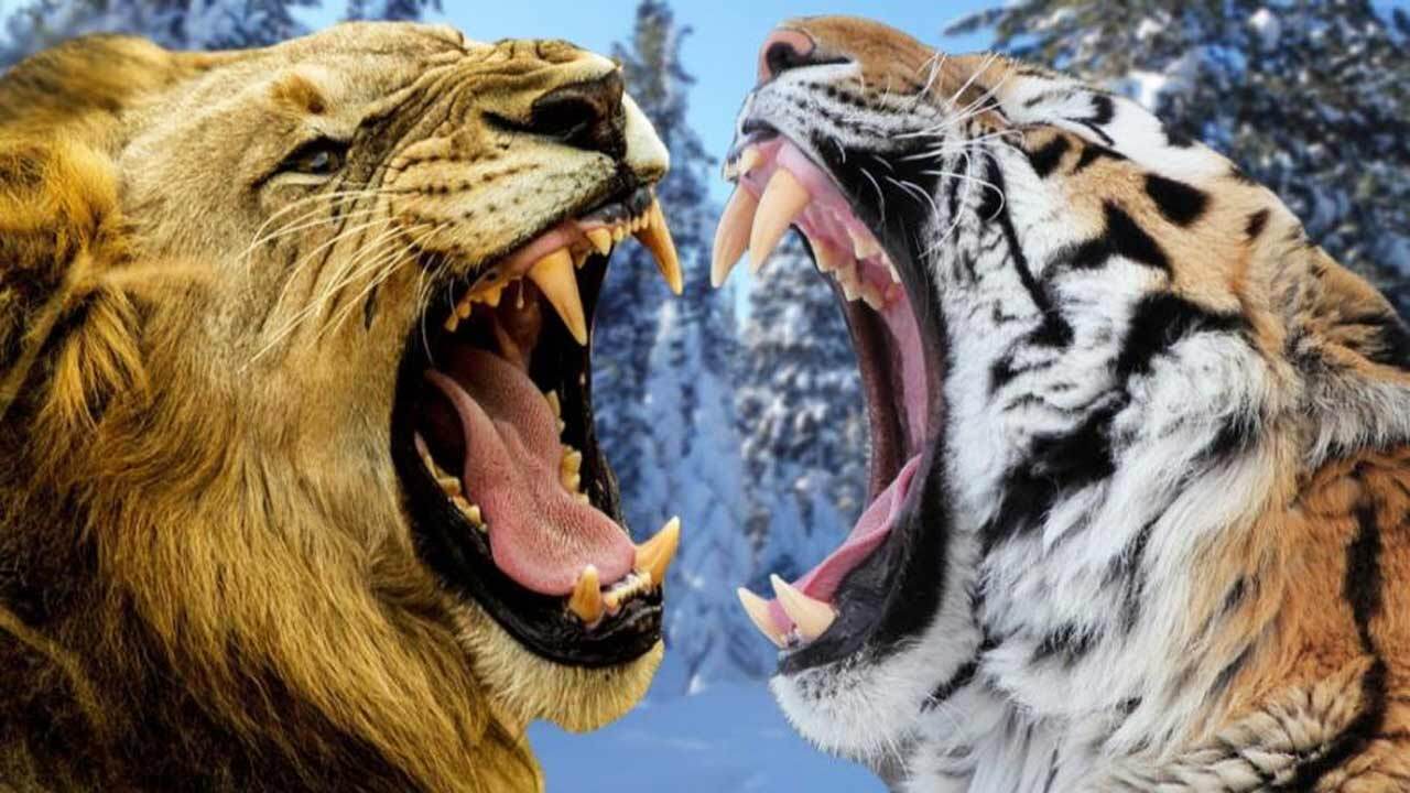 فیلمی از دعوای شدید ببر و شیر نر