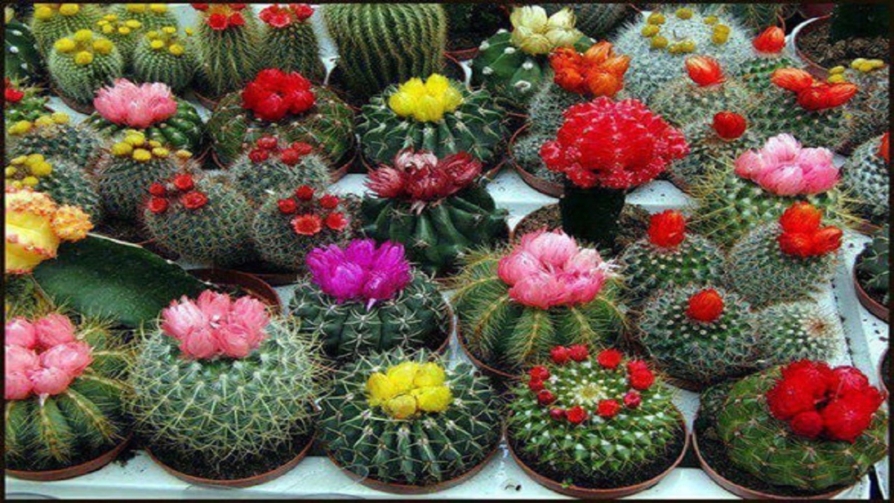 گل و گیاهان زینتی ،سرمایه ای که مغفول مانده است