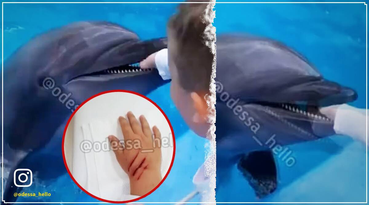 حمله دلفین