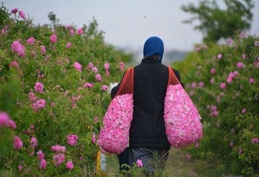 محمدی