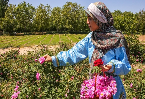 دهکده گل به وسعت یک روستا