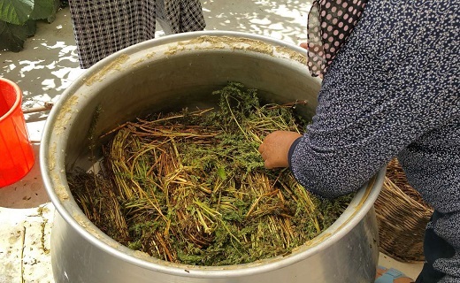 معجزه طبیعت، معجون سلامتی / گیاهان دارویی، داروی مشکلات اقتصادی و اشتغالزایی