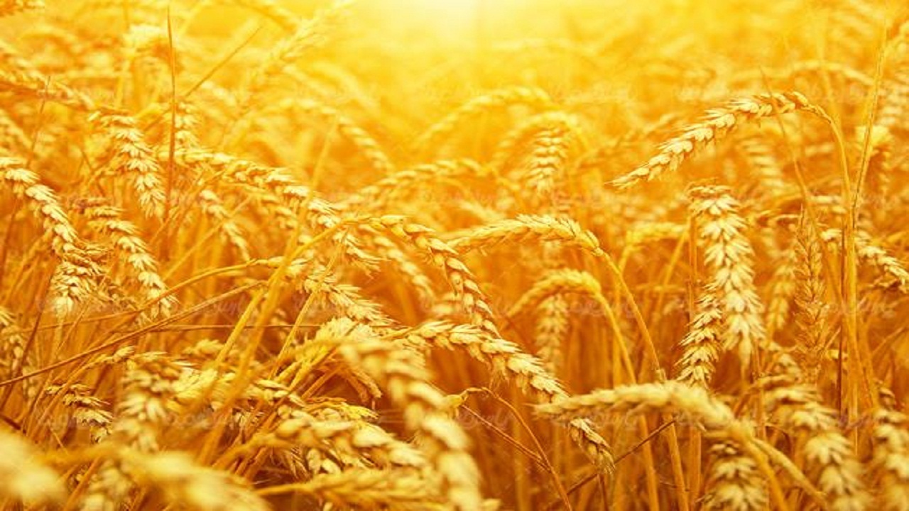 آغاز خرید تضمینی گندم از گندم کاران گیلانی