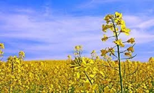 روستای مایان قطب تولید کلزا در تبریز