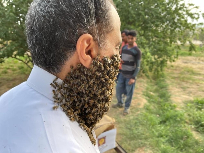 وجود 240  هزار زنبور عسل روی صورت زنبوردار