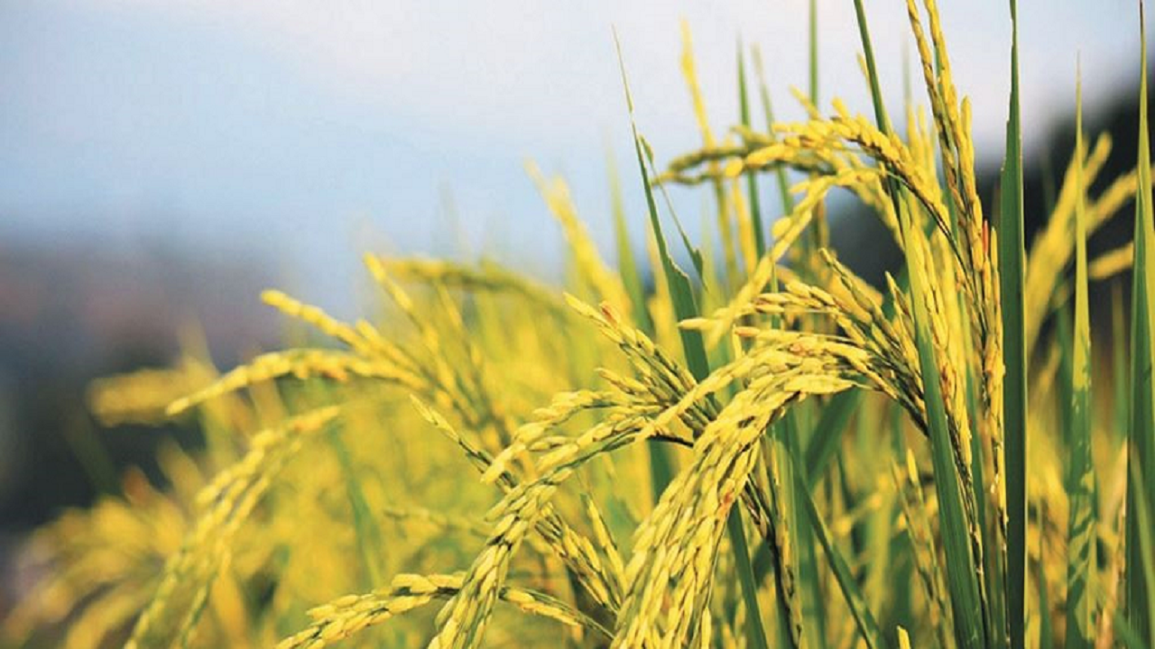 خشکسالی به تولید گندم و کلزای خوزستان آسیب زد