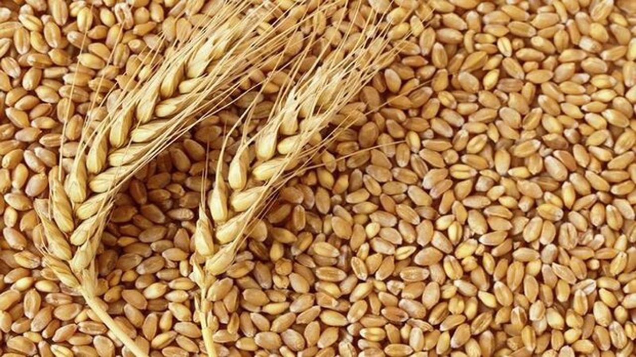 برداشت گندم از مزارع نی‌ریز