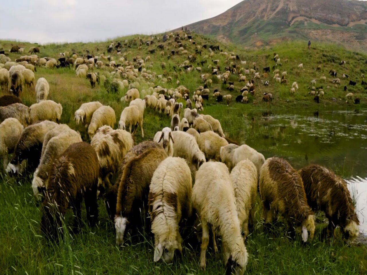 خرید تضمینی دام راهی برای حمایت یا هدایت دامداران به سوی دلالان