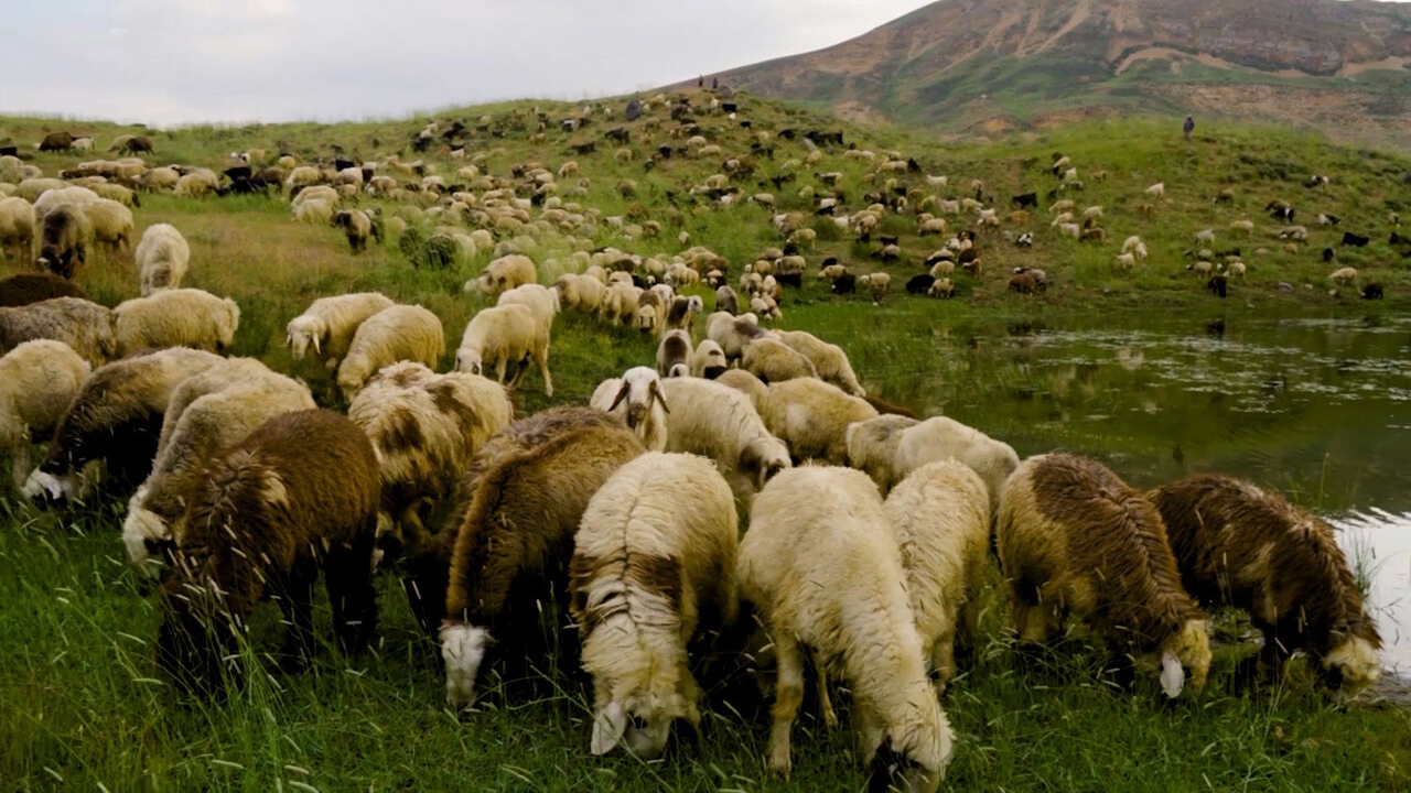 ۵۷ هزار راس دام از عشایر استان خریداری می شود