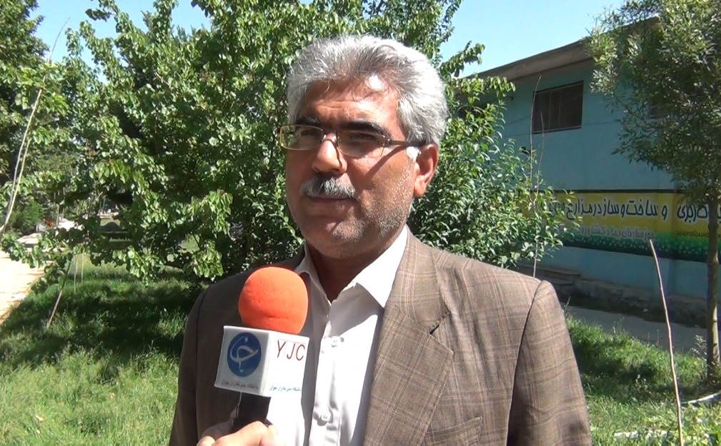 هزار کیلوگرم گل گاوزبان خشک از مزارع نهاوند برداشت می شود