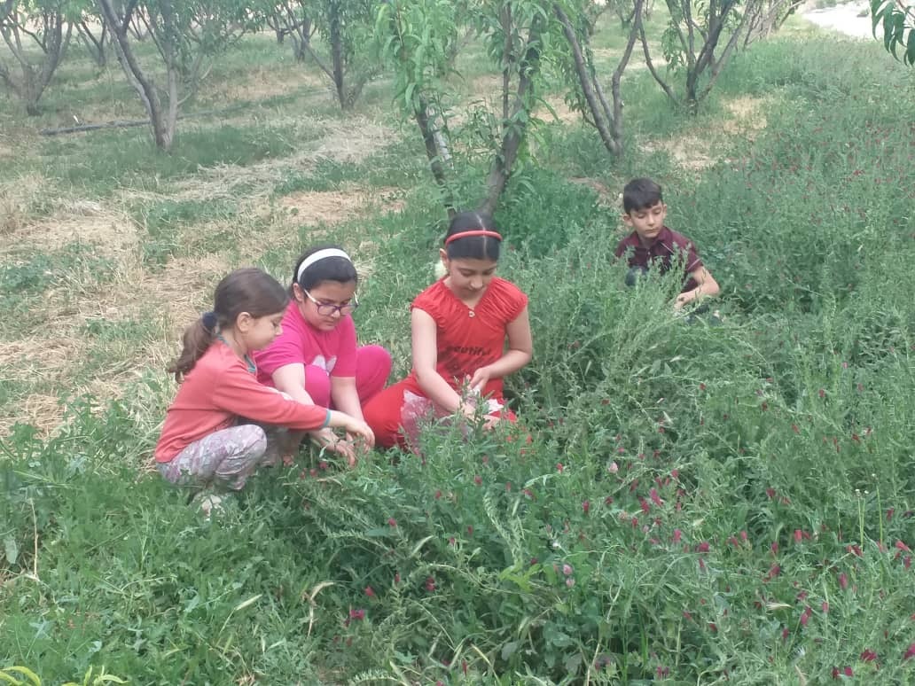 هزار کیلوگرم گل گاوزبان خشک از مزارع نهاوند برداشت می شود