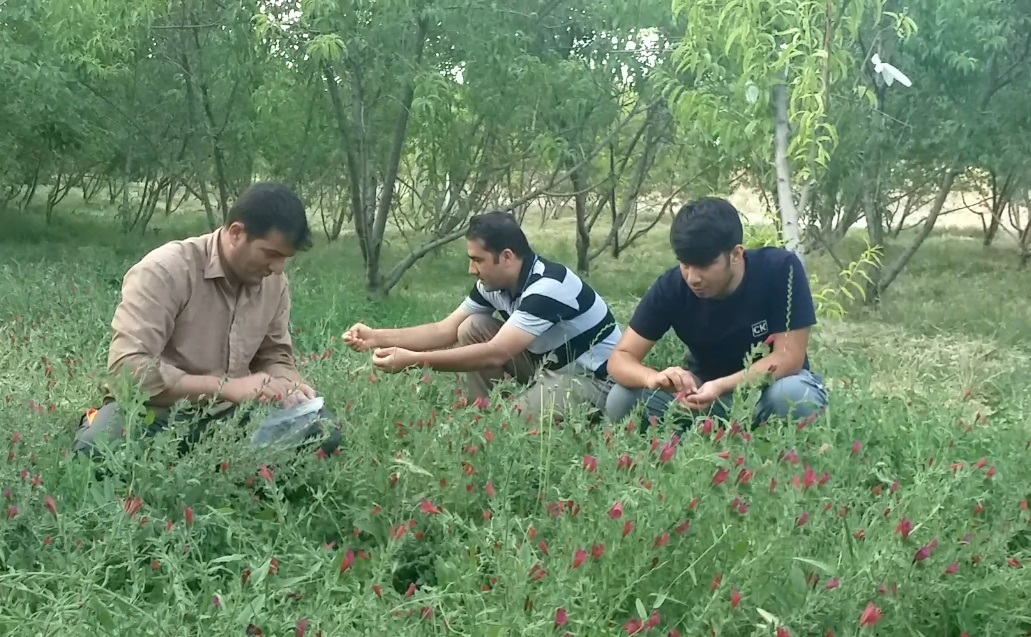 هزار کیلوگرم گل گاوزبان خشک از مزارع نهاوند برداشت می شود