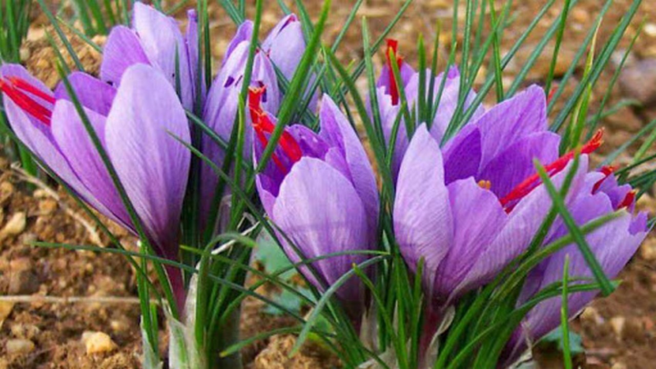 نبض بازار زعفران در دست چه کسانی است؟