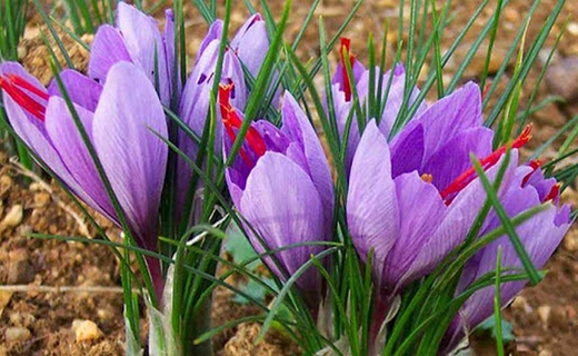 نبض بازار زعفران در دست چه کسانی است؟