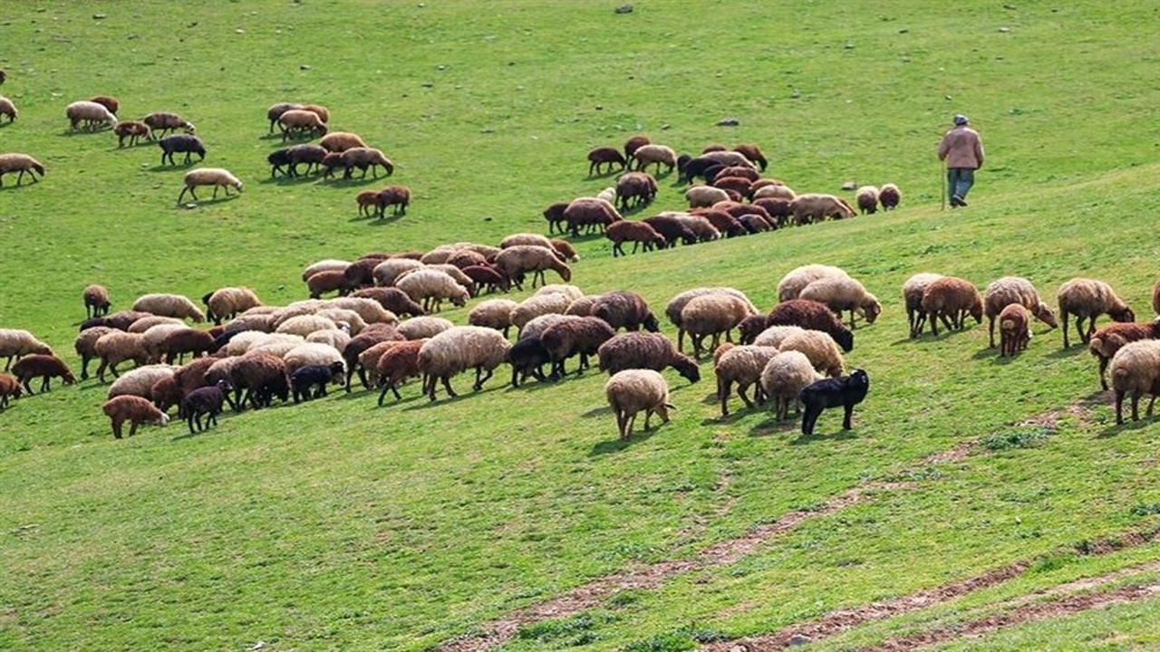 خرید تضمینی دام راهی برای حمایت یا هدایت دامداران به سوی دلالان