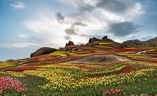 گل&zwnj;های لاله ای که در بلندای کوهستان به گردشگران لبخند می زنند