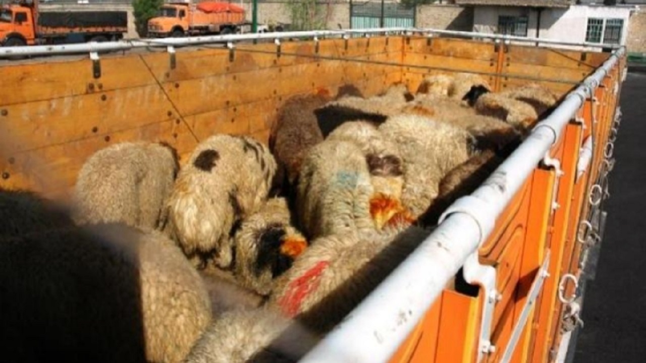 کشف دام بدون مجوز در ملاير