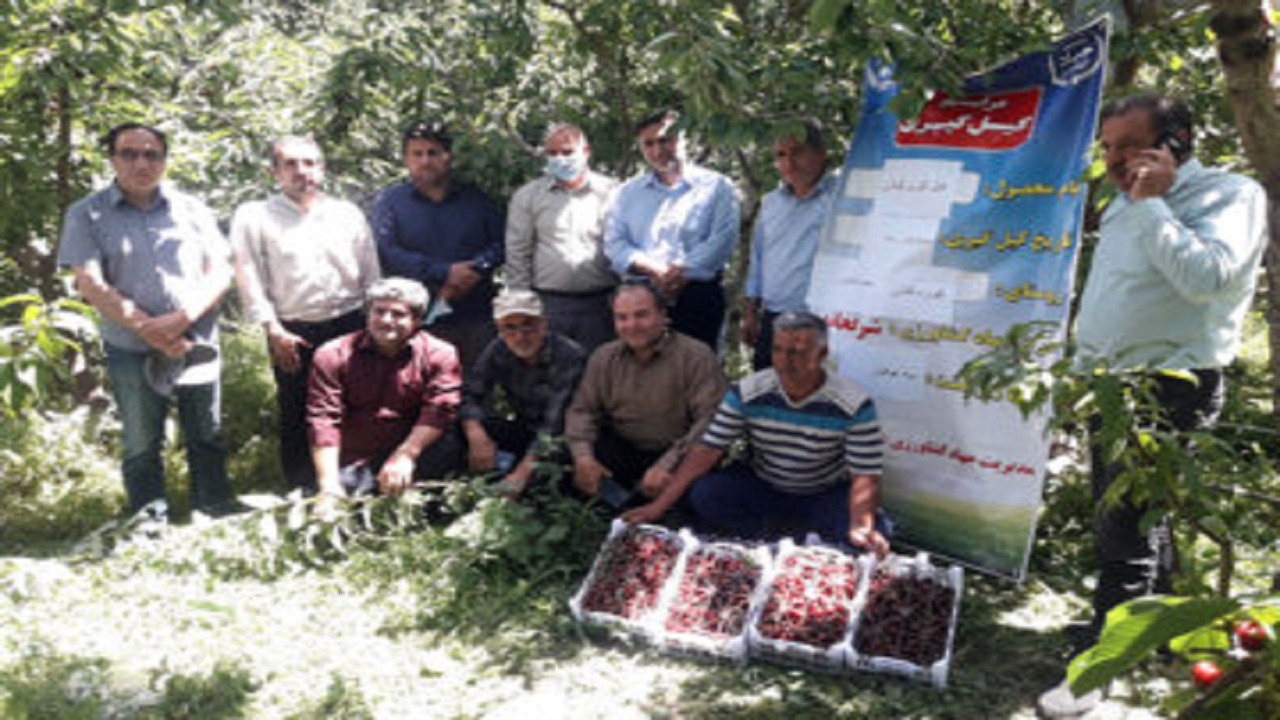 ۶۱۰ تن گیلاس از باغ‌های کوزه‌کنان برداشت می‌شود