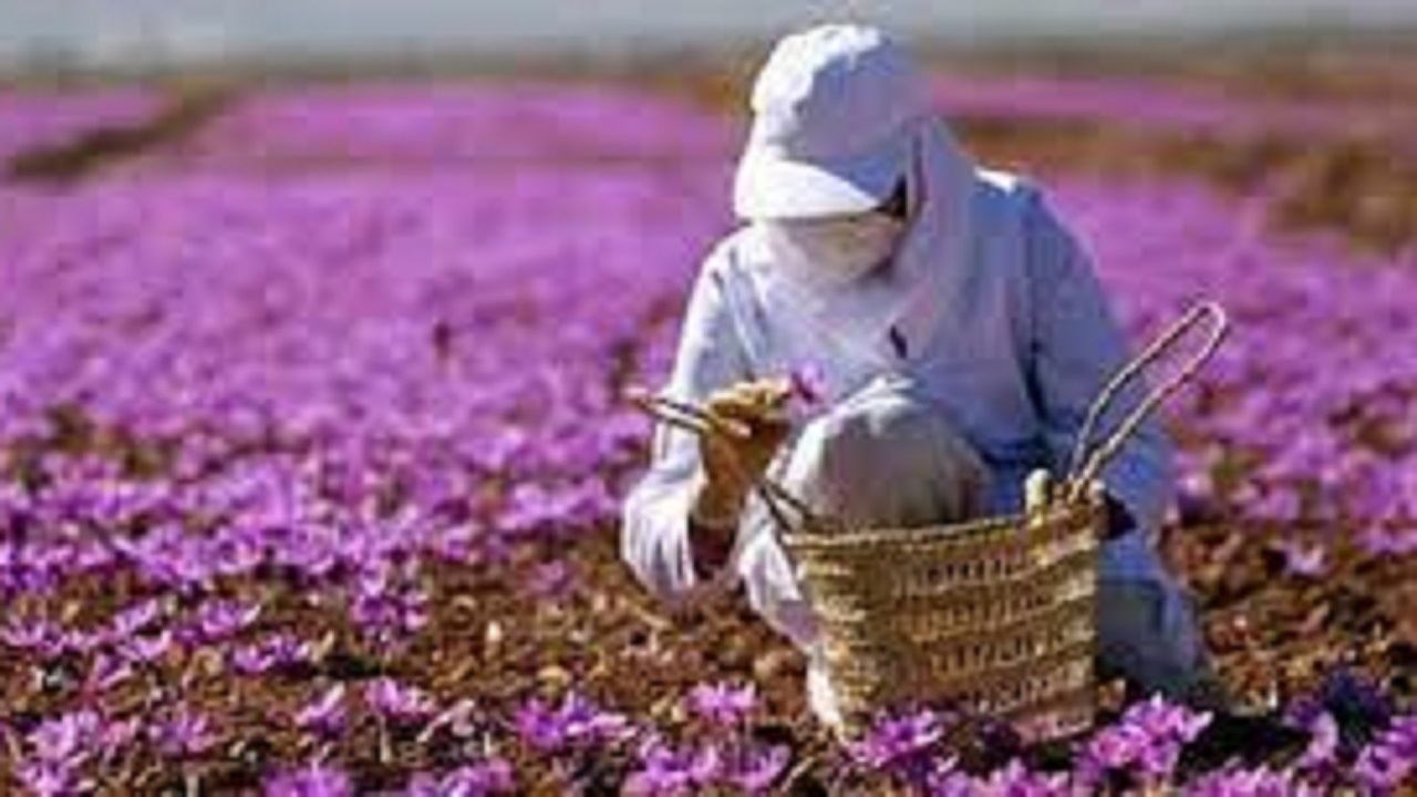 ۱۰۰میلیارد ریال به تولید کروسین زعفران خراسان رضوی اختصاص یافت