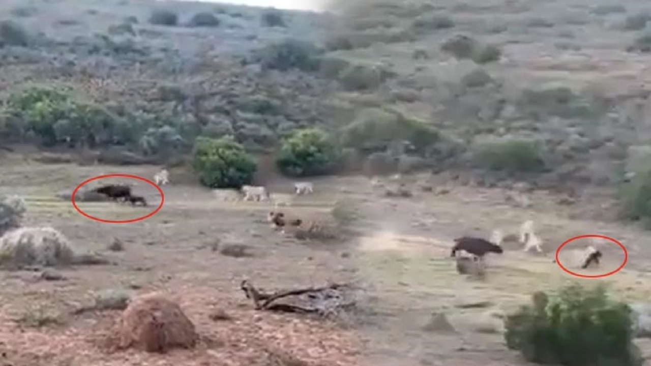 صحنه حیرت انگیز دفاع بوفالوی مادر از بچه اش در برابر گله شیرها!
