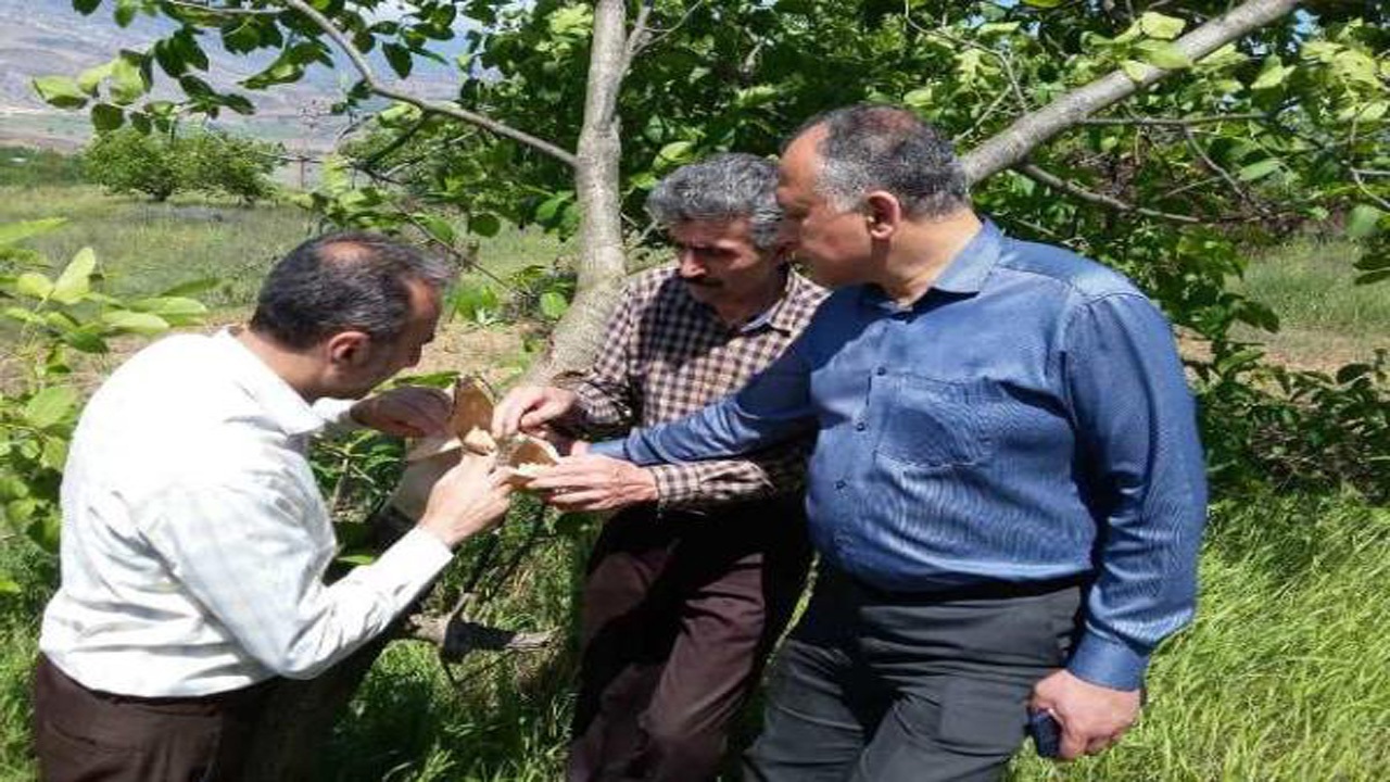 پیوند سرشاخه درختان گردو در بهشهر + تصاویر