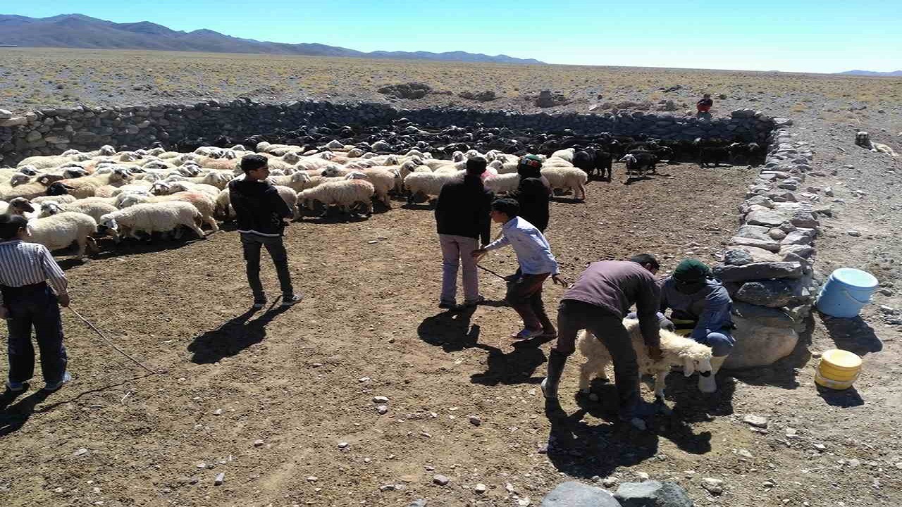 خرید روزانه ۱۰۰ رأس دام از عشایر خراسان جنوبی