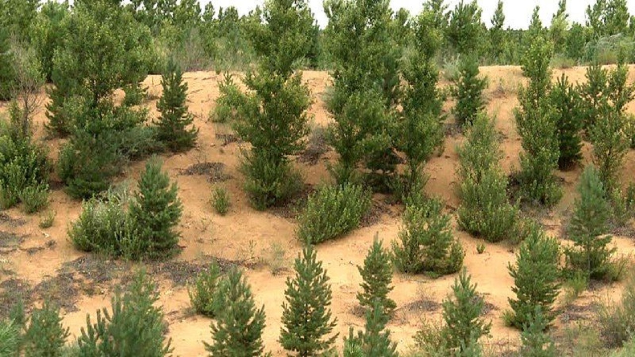 بیابان‌زدایی ۹۰۰ هکتار از اراضی اصفهان