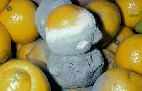 میوه کپک زده 