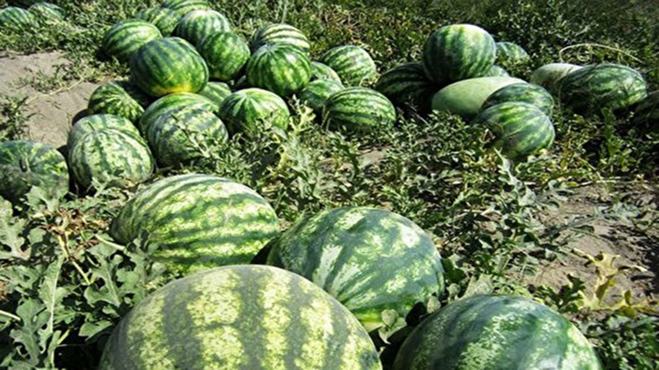 پیش بینی تولید ۲۴۰ هزار تن هندوانه در گلستان