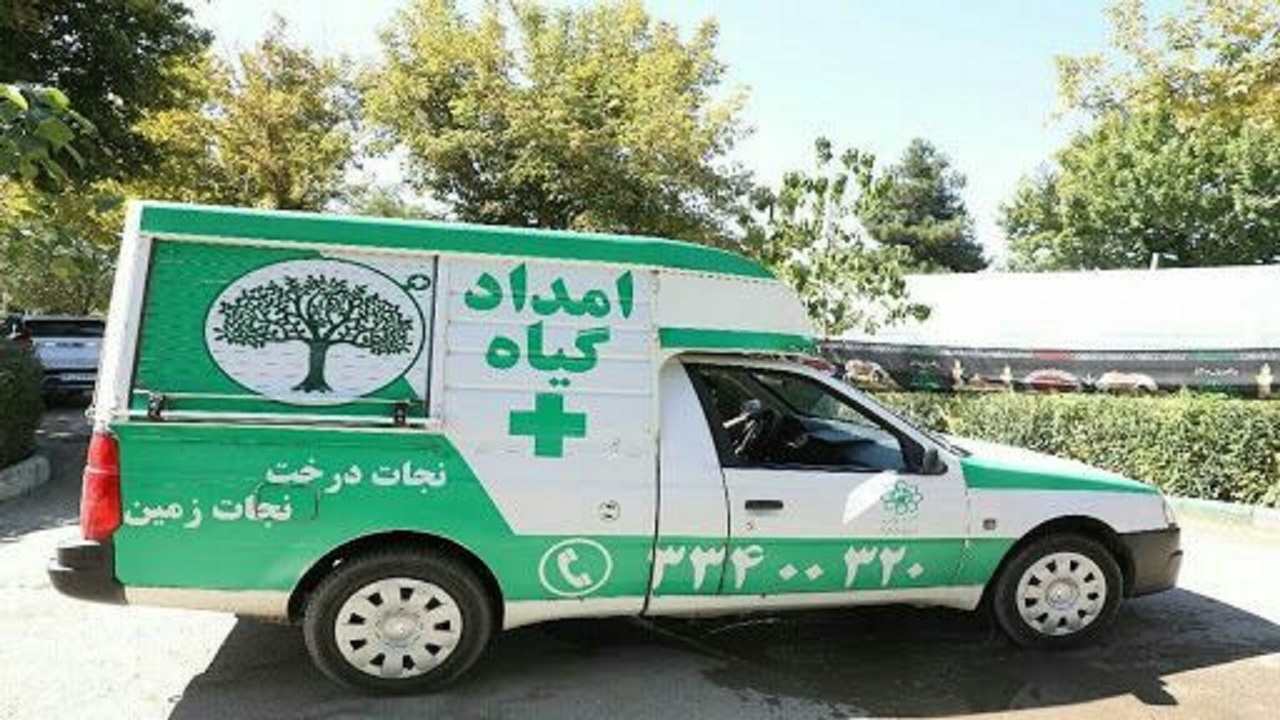 تیمار بالغ بر ۳ هزار اصله درخت در مشهد