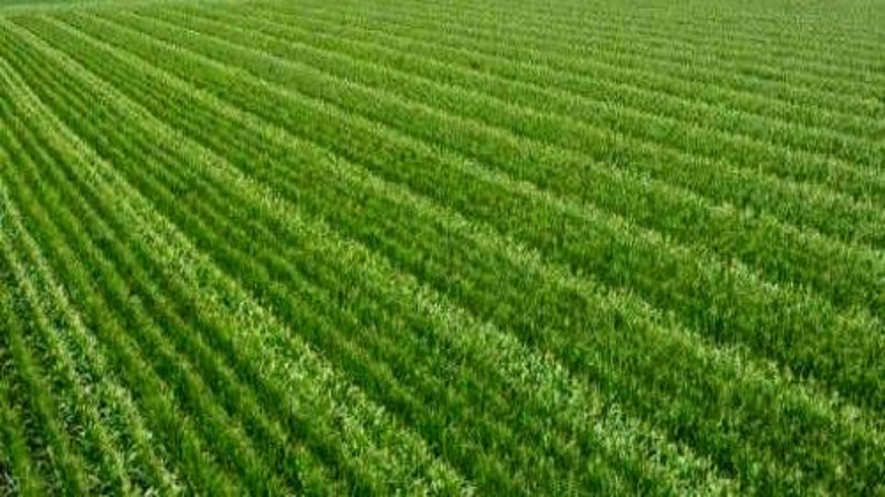 تجهیز ۹۵ هکتار از اراضی کشاورزی مراغه به آبیاری نوین