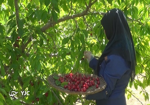 کشاورزی