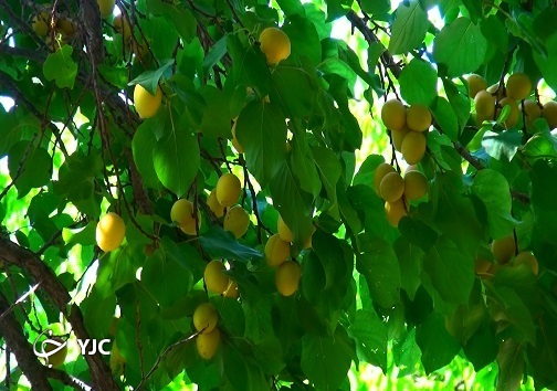 زردالو