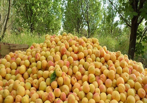 میوه