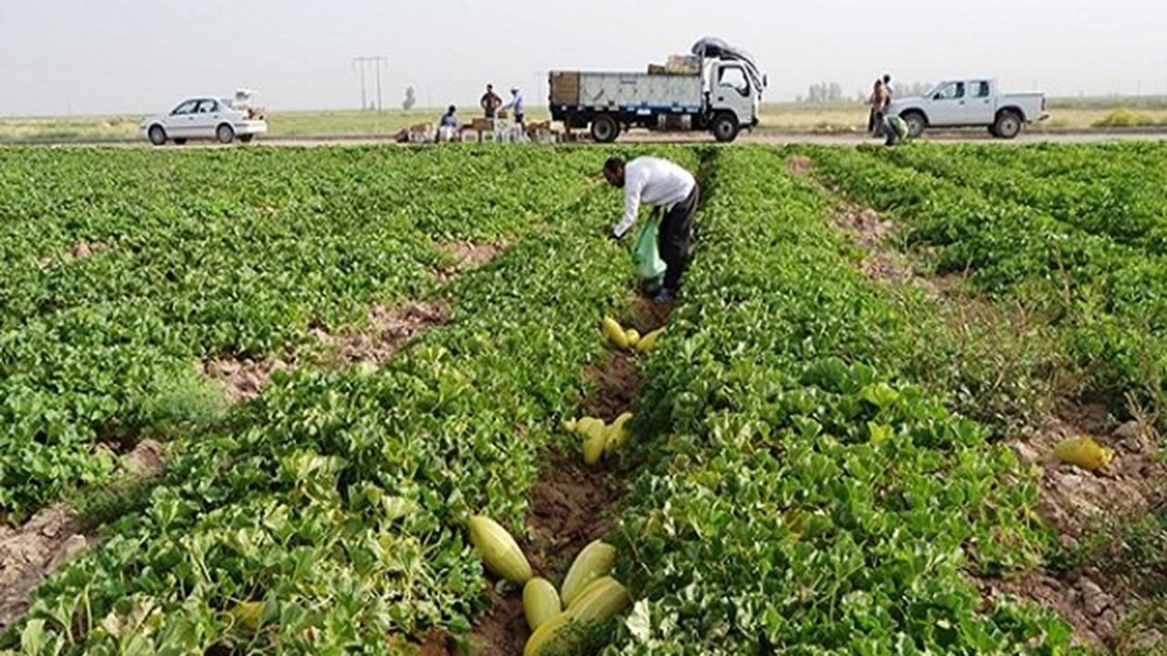 دستبرد دلالان به دسترنج کشاورزان گراش
