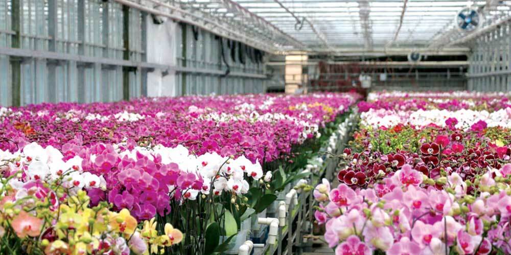 گل&zwnj;هایی که سود صادرات نفتی را دارند