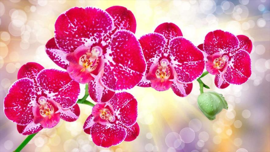 گل&zwnj;هایی که سود صادرات نفتی را دارند
