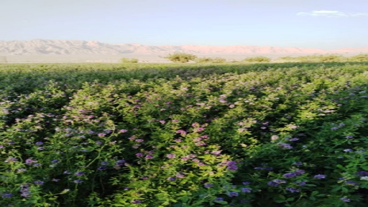 کاشت علوفه در مهریز به همت محیط بانان