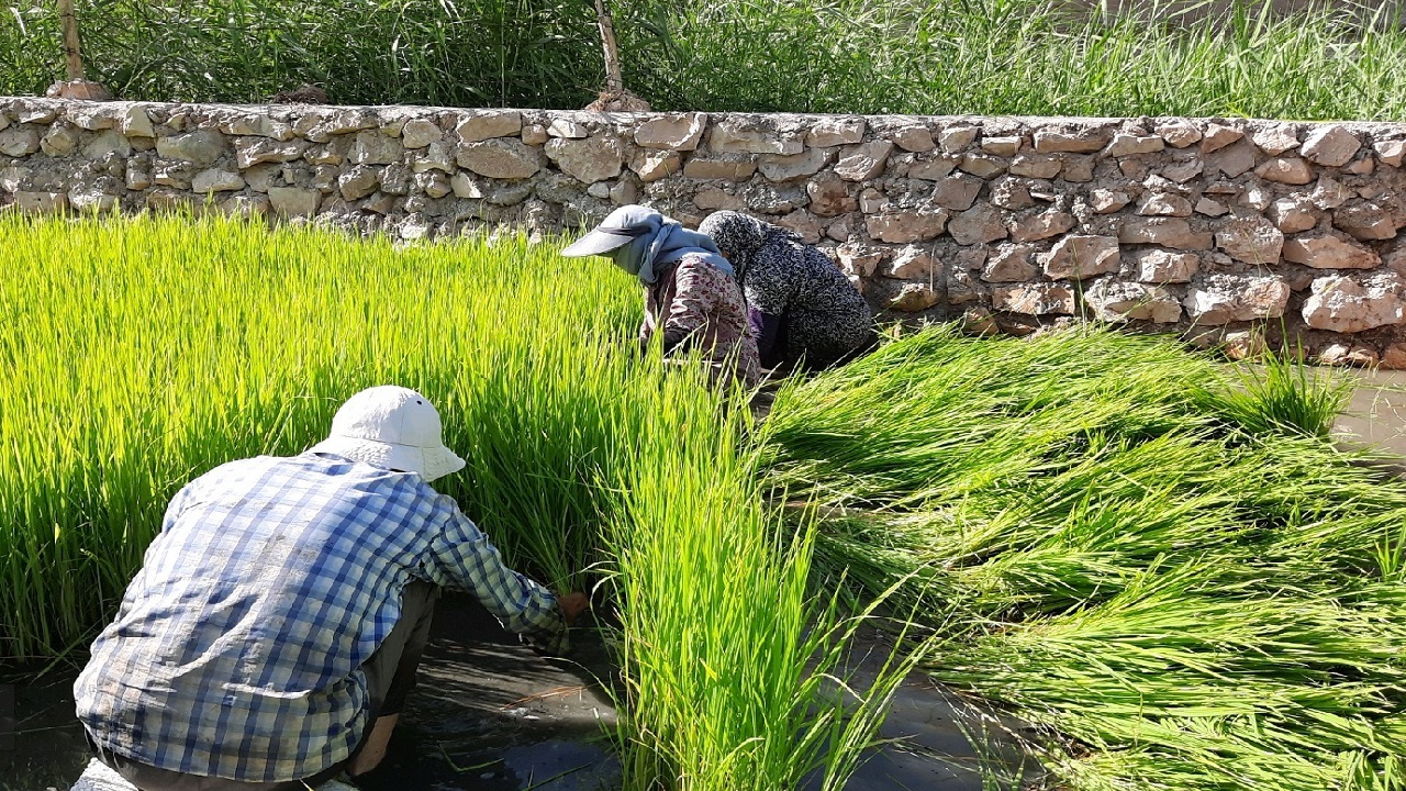 آغاز کشت برنج در طبس