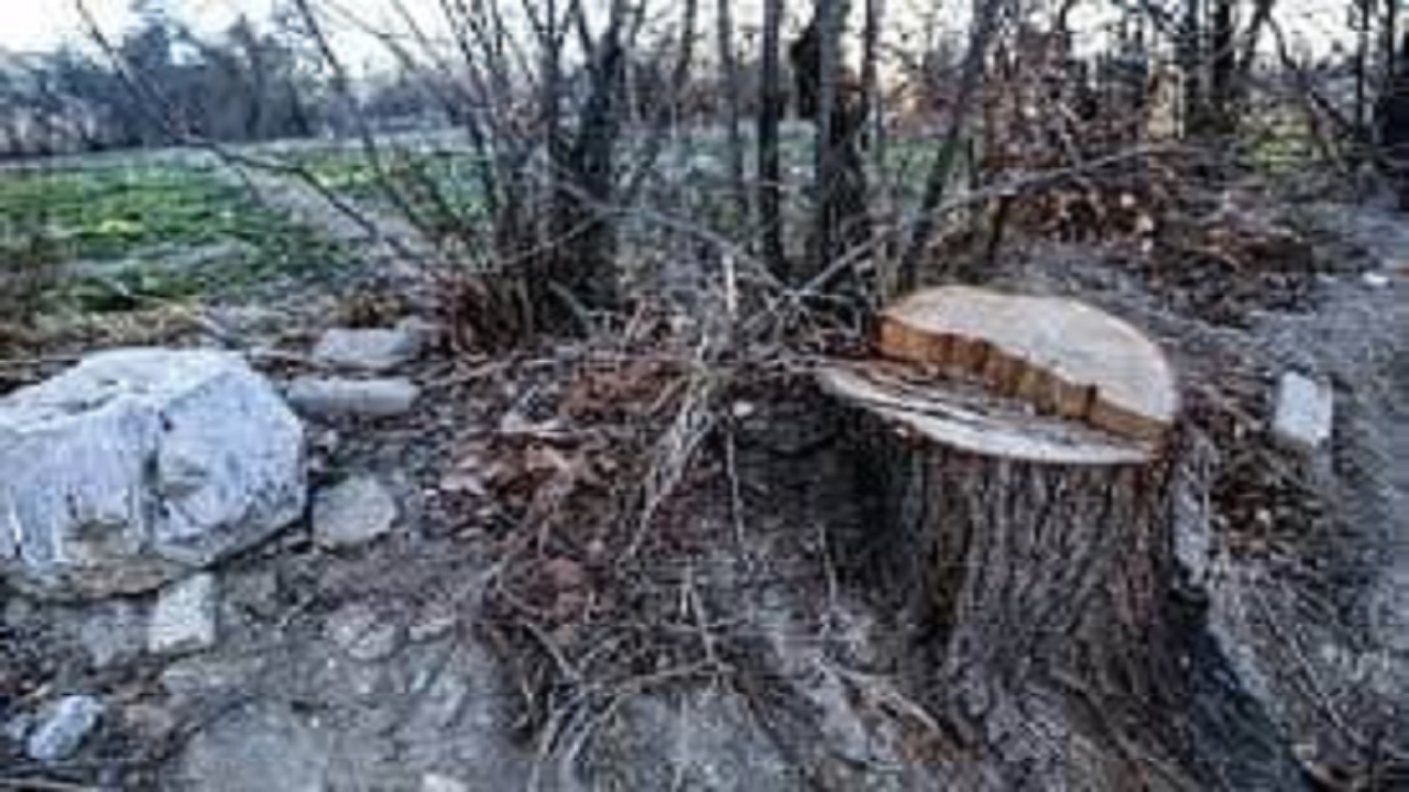 قطع بی‌رویه درختان زنجان، مرگ تدریجی فضای سبز