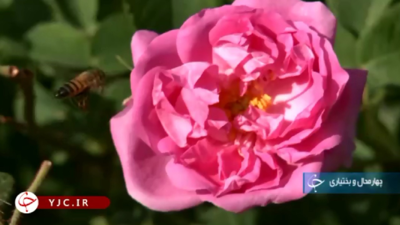 کشت گل محمدی در مزارع کم آب چهار محال و بختیاری+فیلم