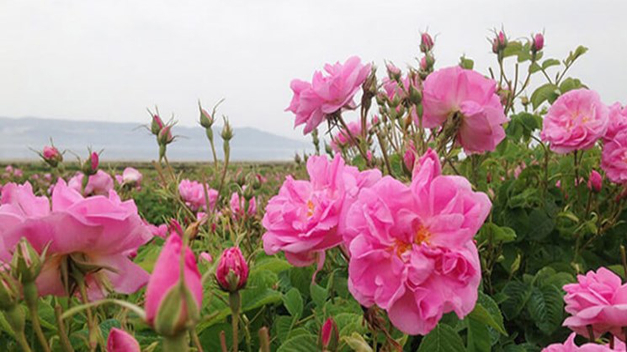 دهکده برکت در خراسان شمالی پر از برکت برای کارگران + فیلم