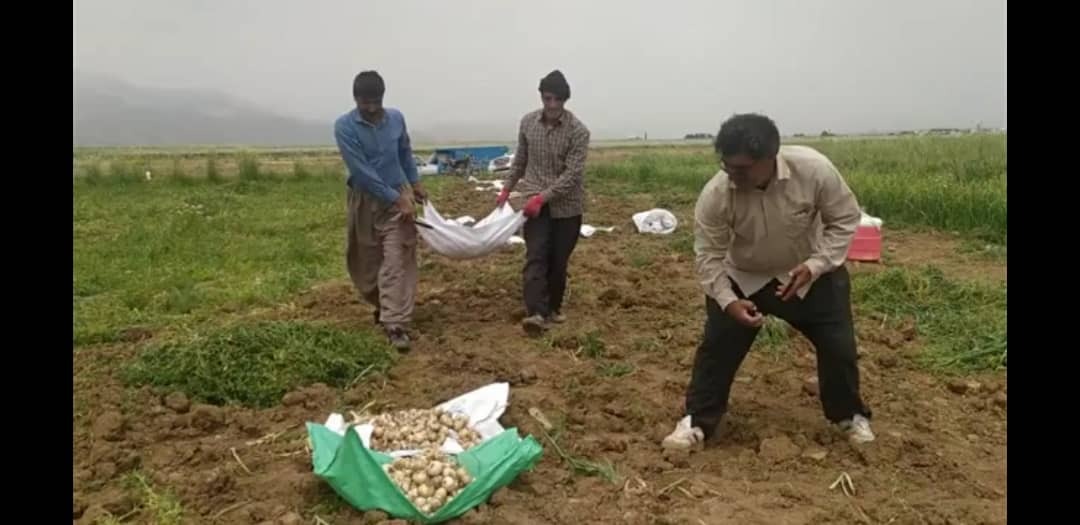 کشاورزان نهاوندی موسیر وحشی را اهلی کردند