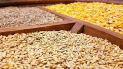 مرغی که اکنون وارد بازار می‌شود با نهاده دولتی است + فیلم