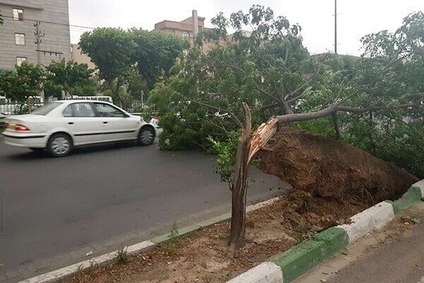شکسته شدن ۲۶ اصله درخت در قزوین 