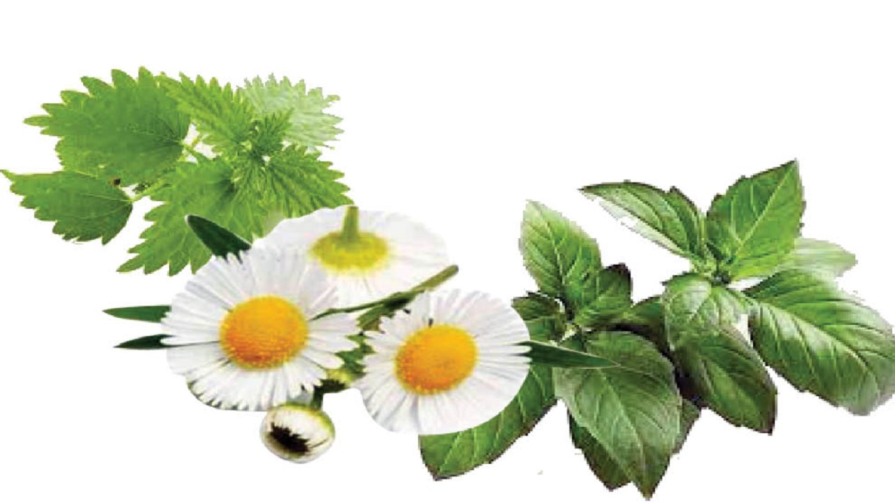 گیاهان دارویی موثر در کنترل روماتیسم