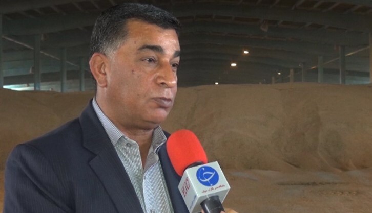 خشکسالی گندم بوشهر را بر باد داد/ کاهش ۶۶ درصدی خرید از کشاورزان