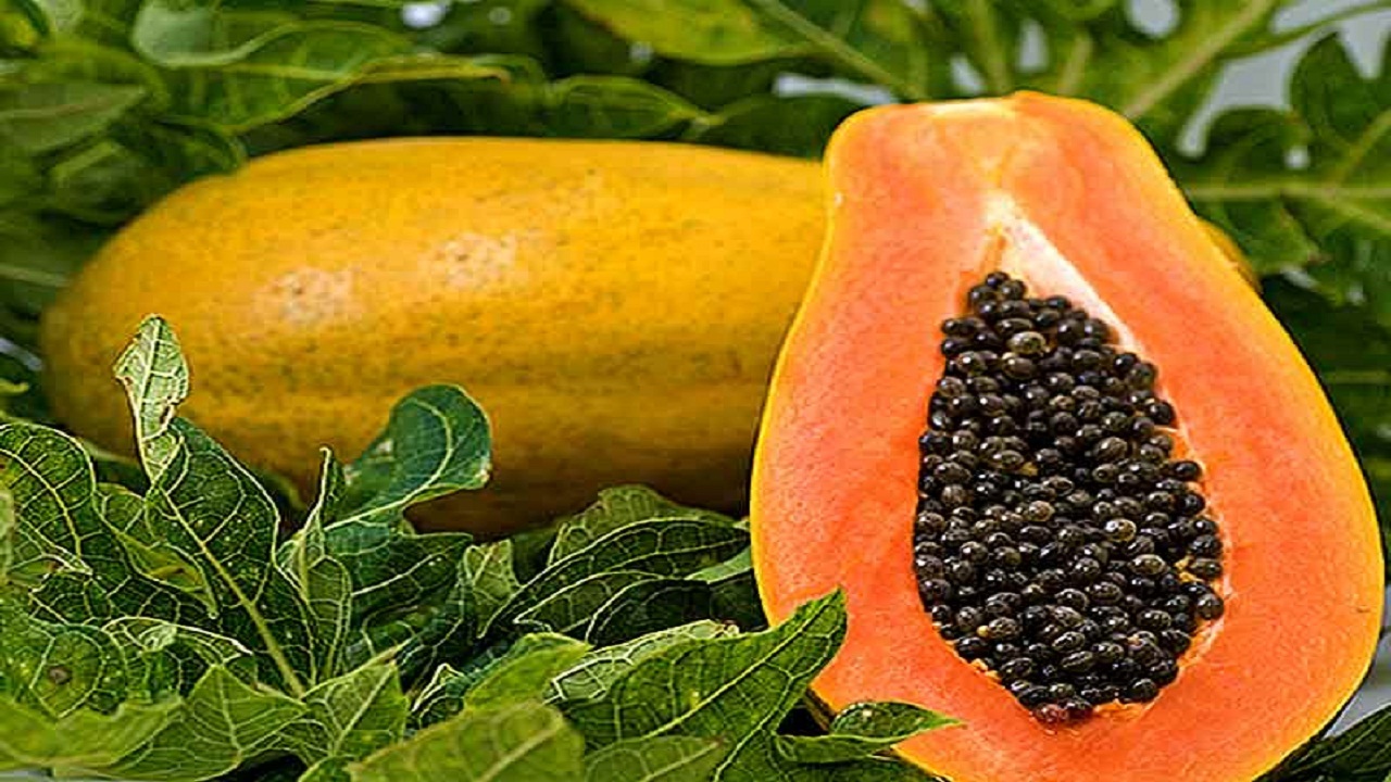 گلخانه‌های خوزستان مکانی برای رشد پاپایا