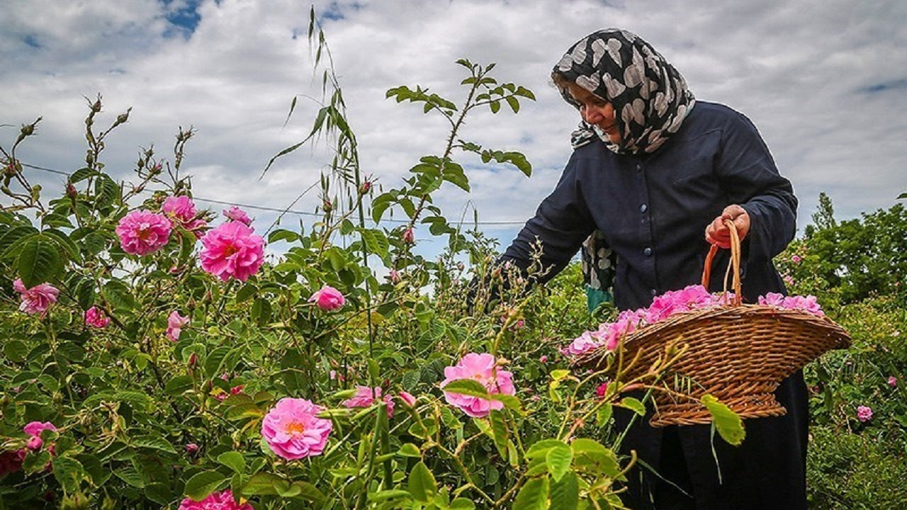 برداشت بیش از ۵۰ تن گل‌محمدی در شهرستان جلفا